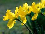 jonquilles.jpg
