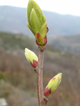 Bourgeons.jpg
